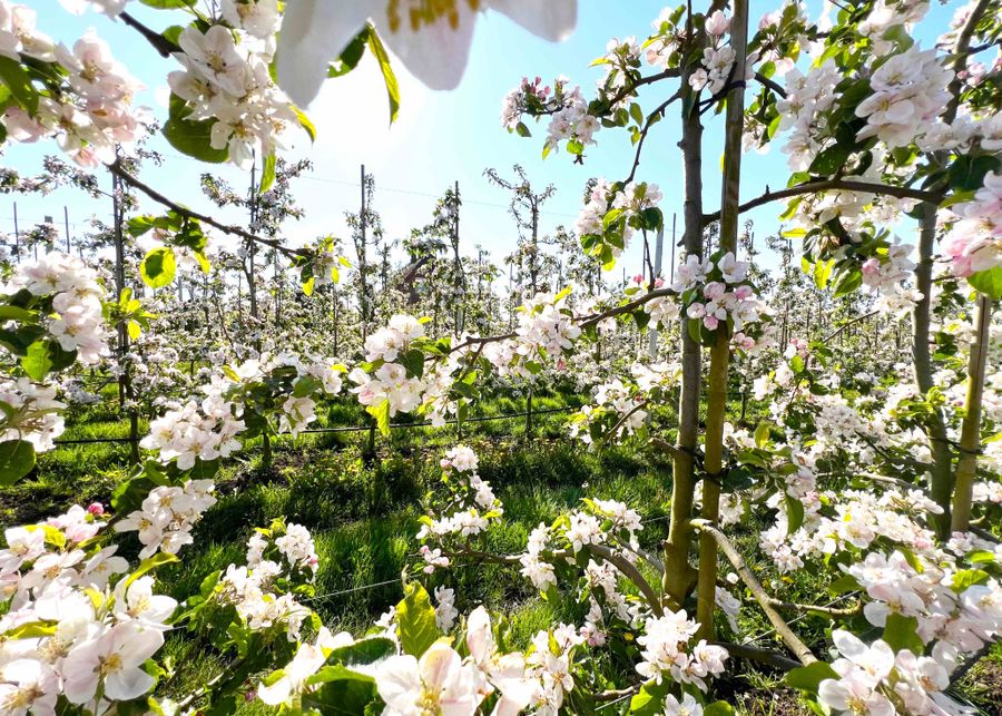 Æbleblomster fyn