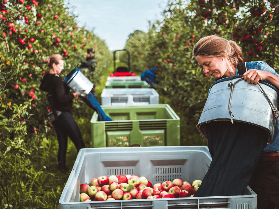 Ørskov Frugt høster Aroma æbler økologisk