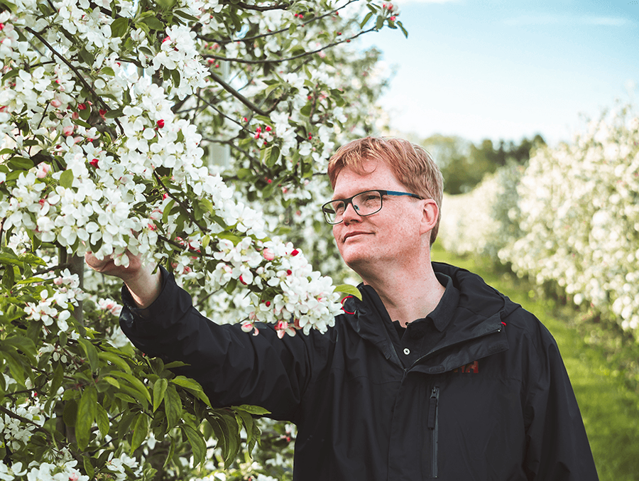 Niels Ørskov i æbleplantagen 