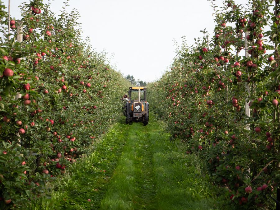 Traktor i æbleplantage