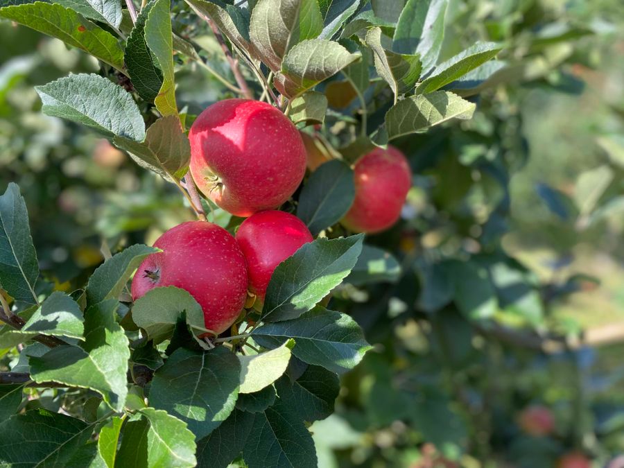 Modne æbler Ørskov Frugt