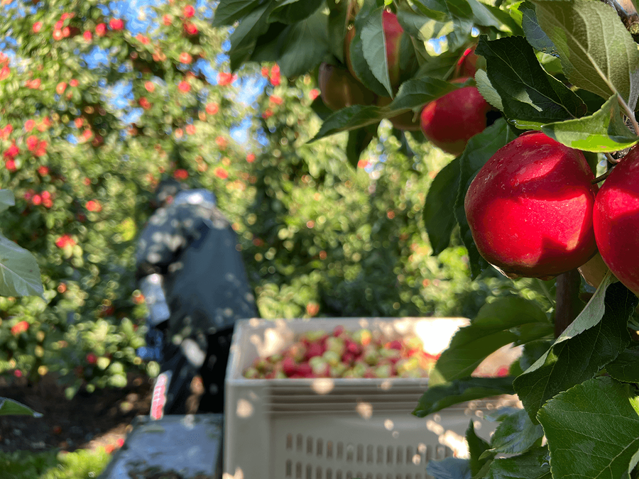 Høst Elstar æbler Ørskov Frugt